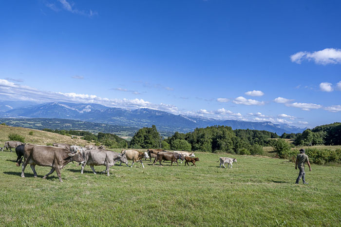 Troupeau de vaches dans un alpage du Salève avec vue sur les montagnes